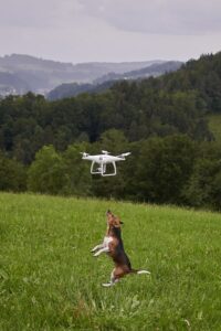 Perché è importante formarsi nell'utilizzo dei droni? Si tratta di velivoli che consentono diverse applicazioni in una moltitudine sconfinata di settori: logistica, videosorveglianza, urbanistica. Come fare, però, per ottenere una buona formazione? Nella foto, l'immagine simpatica di un cane nel tentativo di saltare su un drone in volo.
